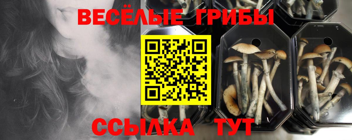 Псилоцибиновые грибы GOLDEN TEACHER Казань